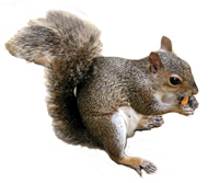 squirrel